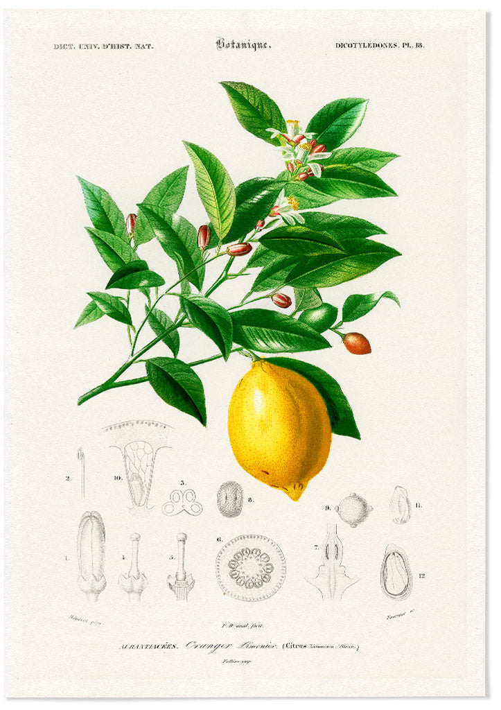 This lemon poster can be a perfect decoration for your kitchen.