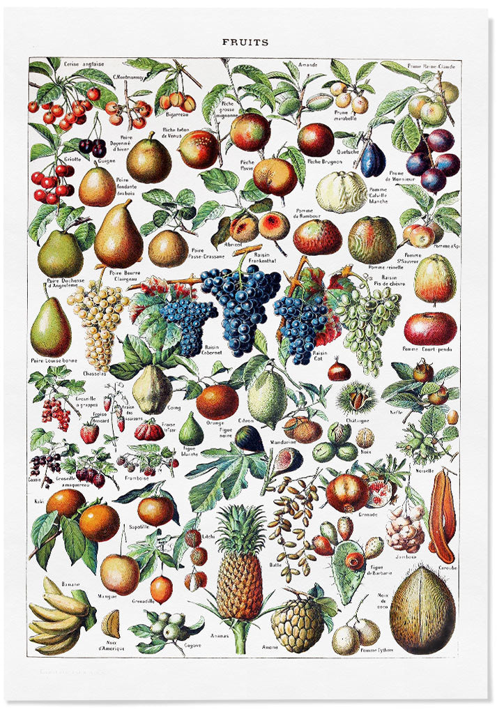 Adolphe Millot Print- Fruits