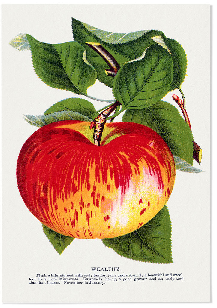 Kitchen Poster - Apple