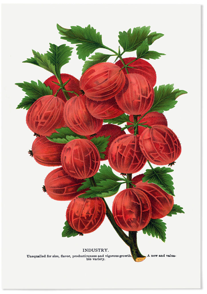 Kitchen Poster - Gooseberry