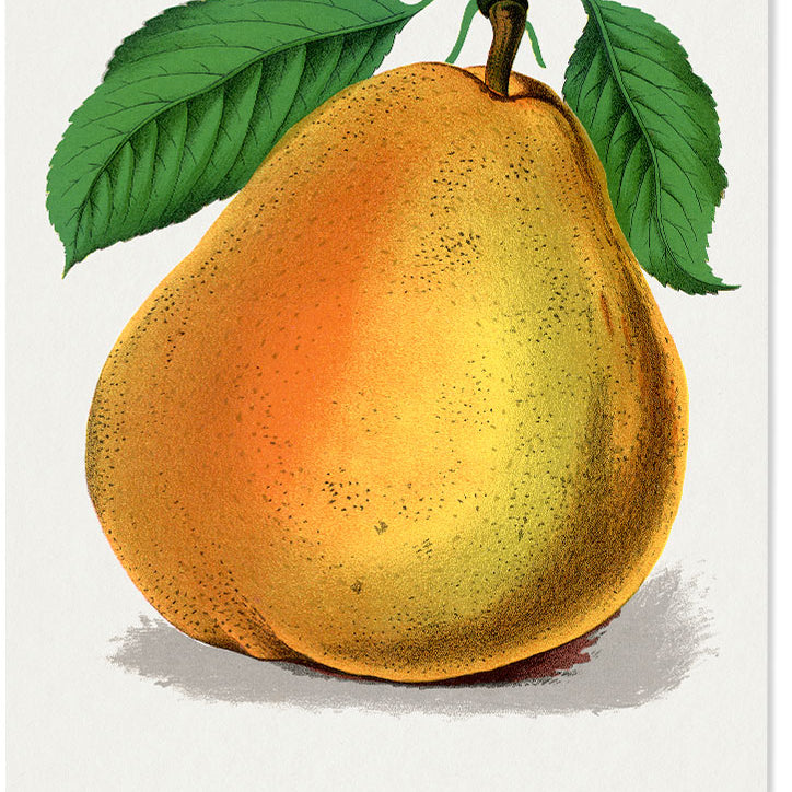 Kitchen Poster - Pear