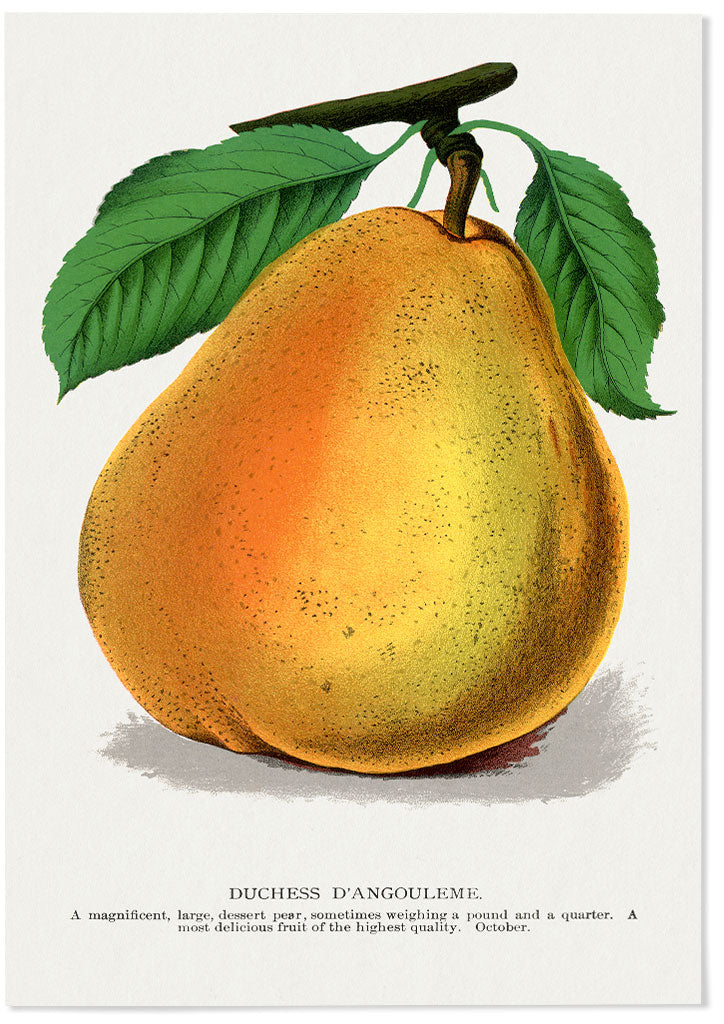 Kitchen Poster - Pear