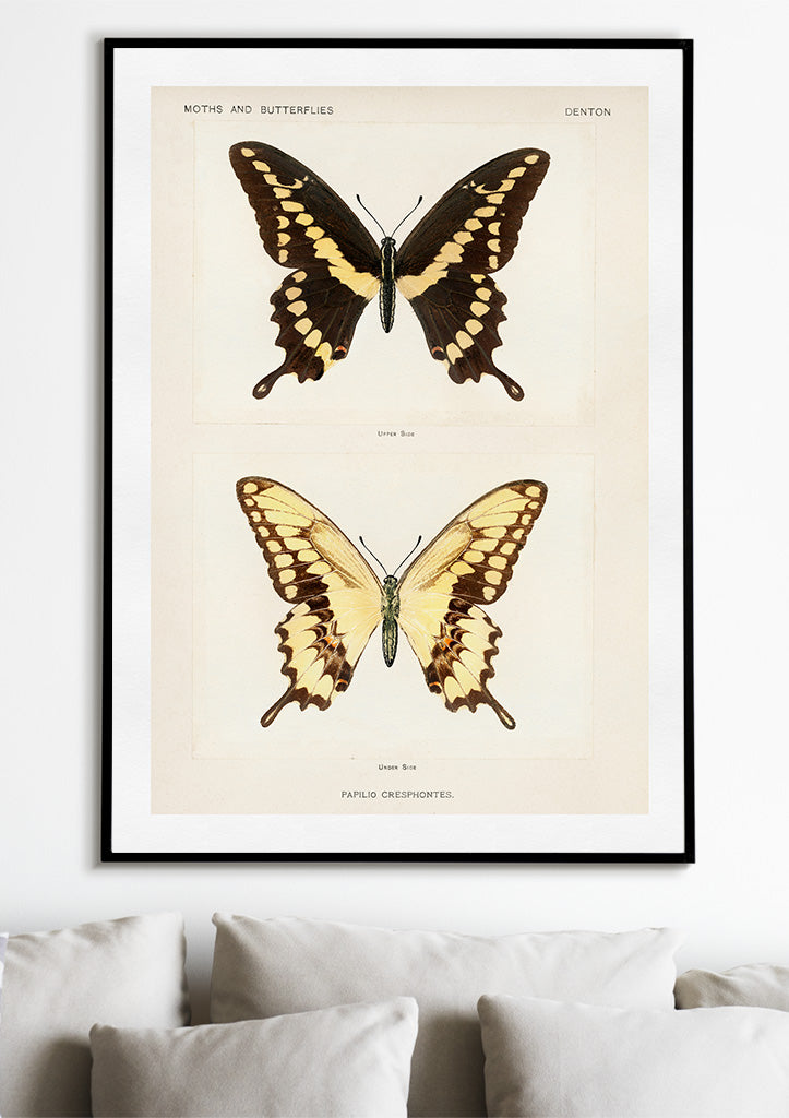 Butterflies - Papilio Cresphontes