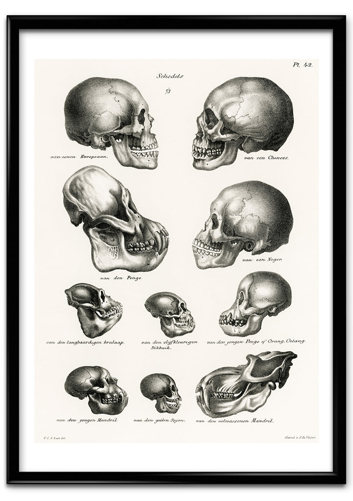 Anatomy Poster - Human and Ape Skulls